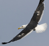 sub-adult LBBG in August, ringed in Belgium. (82012 bytes)