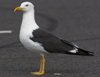sub-adult LBBG in August, ringed in Belgium. (82012 bytes)