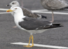 sub-adult LBBG in August, ringed in Belgium. (82012 bytes)