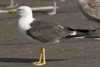 sub-adult LBBG in August, ringed in Belgium. (82012 bytes)