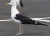 sub-adult LBBG in August, ringed in Belgium. (82012 bytes)