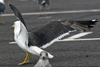 sub-adult LBBG in August, ringed in Belgium. (82012 bytes)