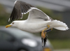 sub-adult LBBG in August, ringed in Belgium. (82012 bytes)