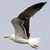 sub-adult LBBG in August, ringed in Belgium. (82012 bytes)
