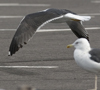 sub-adult LBBG in August, ringed in Belgium. (82012 bytes)