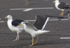 sub-adult LBBG in August, ringed in Belgium. (82012 bytes)