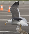 sub-adult LBBG in August, ringed in Belgium. (82012 bytes)