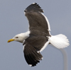 sub-adult LBBG in August, ringed in Belgium. (82012 bytes)
