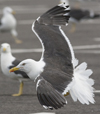 sub-adult LBBG in August, ringed in Belgium. (82012 bytes)