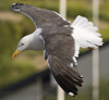 sub-adult LBBG in August, ringed in Belgium. (82012 bytes)