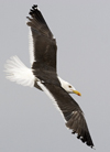 sub-adult LBBG in August, ringed in Belgium. (82012 bytes)
