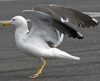 sub-adult LBBG in August, ringed in Belgium. (82012 bytes)
