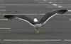 sub-adult LBBG in August, ringed in Belgium. (82012 bytes)