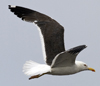 sub-adult LBBG in August, ringed in Belgium. (82012 bytes)
