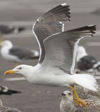 sub-adult LBBG in August, ringed in Belgium. (82012 bytes)