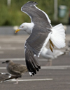 sub-adult LBBG in August, ringed in Belgium. (82012 bytes)