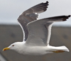 sub-adult LBBG in August, ringed in Belgium. (82012 bytes)