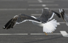 sub-adult LBBG in August, ringed in Belgium. (82012 bytes)