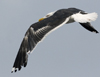 sub-adult LBBG in August, ringed in Belgium. (82012 bytes)