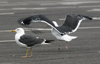 sub-adult LBBG in August, ringed in Belgium. (82012 bytes)