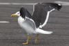 sub-adult LBBG in August, ringed in Belgium. (82012 bytes)