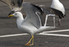 sub-adult LBBG in August, ringed in Belgium. (82012 bytes)