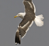 sub-adult LBBG in August, ringed in Belgium. (82012 bytes)