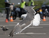 sub-adult LBBG in August, ringed in Belgium. (82012 bytes)