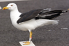 sub-adult LBBG in August, ringed in Belgium. (82012 bytes)