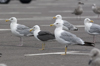 sub-adult LBBG in August, ringed in Belgium. (82012 bytes)