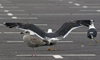 sub-adult LBBG in August, ringed in Belgium. (82012 bytes)