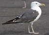 sub-adult LBBG in August, ringed in Belgium. (82012 bytes)