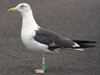 sub-adult LBBG in August, ringed in Belgium. (82012 bytes)