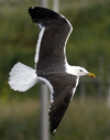 sub-adult LBBG in August, ringed in Belgium. (82012 bytes)
