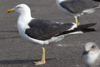 sub-adult LBBG in August, ringed in Belgium. (82012 bytes)
