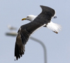 sub-adult LBBG in August, ringed in Belgium. (82012 bytes)