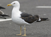 sub-adult LBBG in August, ringed in Belgium. (82012 bytes)