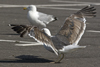 sub-adult LBBG in August, ringed in Belgium. (82012 bytes)