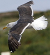 sub-adult LBBG in August, ringed in Belgium. (82012 bytes)