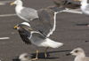 sub-adult LBBG in August, ringed in Belgium. (82012 bytes)
