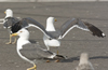 sub-adult LBBG in August, ringed in Belgium. (82012 bytes)
