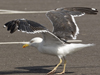 sub-adult LBBG in August, ringed in Belgium. (82012 bytes)