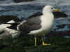 adult LBBG intermedius in September, ringed in Norway. (73318 bytes)