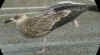 6110.jpg (84094 bytes)