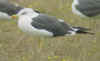 6254.jpg (86663 bytes)