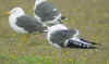 6260.jpg (90794 bytes)