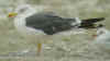 6543.jpg (87214 bytes)