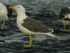 adult LBBG Dutch intergrade in September, ringed in the Netherlands. (80494 bytes)