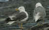 adult LBBG graellsii in September, ringed in Brittain. (59807 bytes)