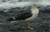 adult LBBG Dutch intergrade in September, ringed in the Netherlands. (62564 bytes)